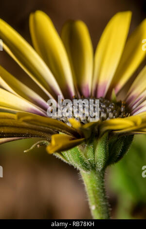 Gerbera Jaune intitulé centre violet daisy, violet avec des pétales et de l'œil visible de la tige à la Banque D'Images