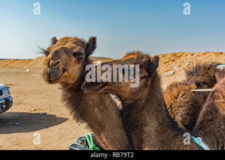 Les chameaux en vente en Arabie Saoudite. Banque D'Images
