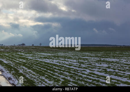 Les arbres solitaires se tenir entre les terres arables et les champs et avec le blé d'hiver. Il y a un peu de neige dans les champs. Le début de l'hiver, en Europe. Banque D'Images