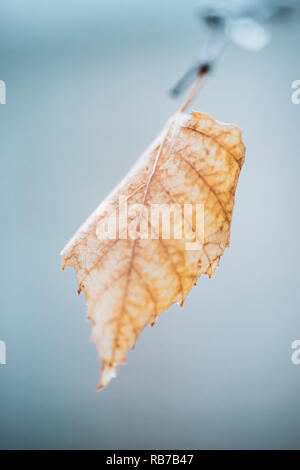 Image floue d'une feuille de bouleau sec jaune sur une branche par temps nuageux Banque D'Images