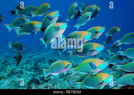 Banc de poissons perroquet Greenthroat prasiognathos, Scarus, de l'Océan Indien, les Maldives Banque D'Images