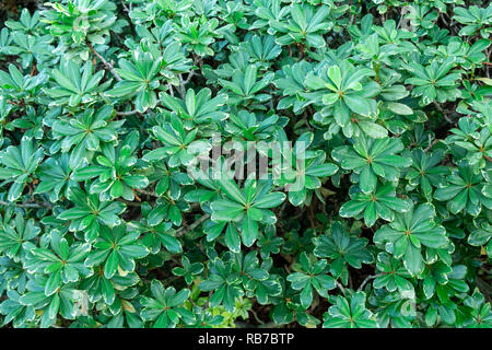 Japonais panaché seringat (Pittosporum tobira variegatum) - Pembroke Pines, Florida, USA Banque D'Images