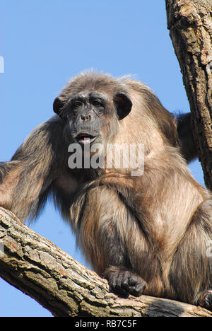 Chimpanzé, Schimpansen, Chimpanzé commun, Pan troglodytes, csimpánz Banque D'Images