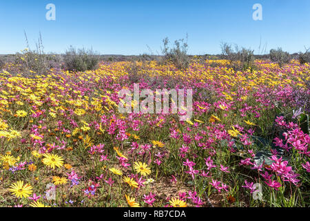 Fleurs roses et jaunes à Papkuilsfontein dans la province du Cap du Nord de l'Afrique du Sud Banque D'Images