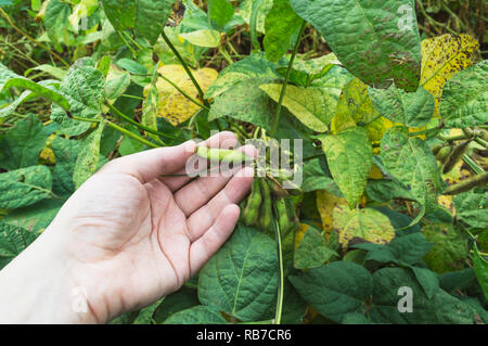 L'usine de soja dans un main. Examen agriculteur plante de soja. Concept de l'agriculture. Banque D'Images