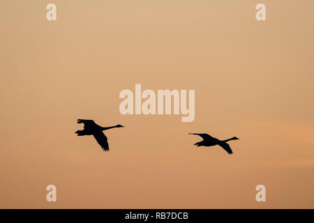 Cygne chanteur (Cygnus cygnus) voler dans à la terre au coucher du soleil dans une lumière dorée. Lubana complexe de zones humides. La Lettonie. Banque D'Images