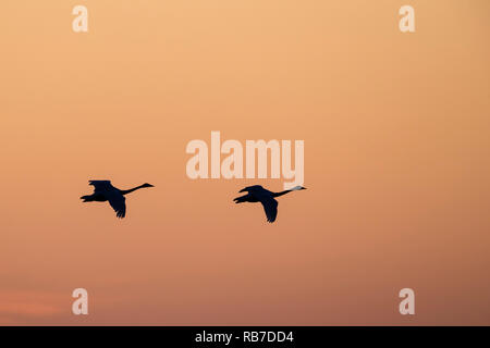 Cygne chanteur (Cygnus cygnus) voler dans à la terre au coucher du soleil dans une lumière dorée. Lubana complexe de zones humides. La Lettonie. Banque D'Images