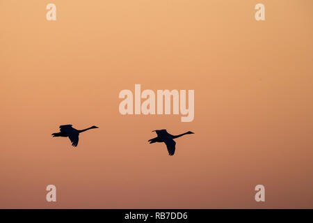 Cygne chanteur (Cygnus cygnus) voler dans à la terre au coucher du soleil dans une lumière dorée. Lubana complexe de zones humides. La Lettonie. Banque D'Images