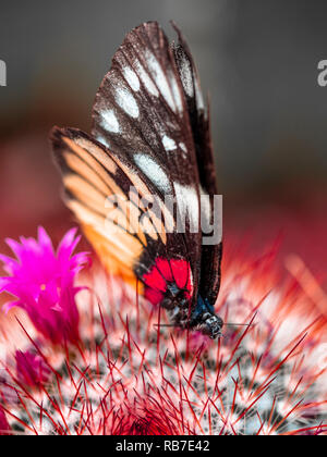 Assis sur un cactus papillon Banque D'Images