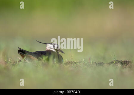 Le nord de sociable (Vanellus vanellus) adulte assis sur la masse. Lubana complexe de zones humides. La Lettonie. Banque D'Images