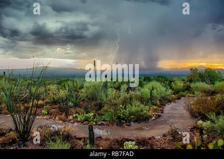 Désert de l'Arizona avec tempête mousson ciel dramatique au coucher du soleil Banque D'Images