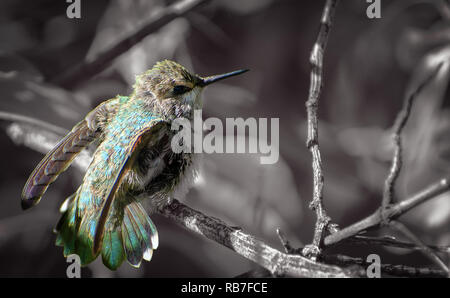 L'ampleur naissante Hummingbird Banque D'Images