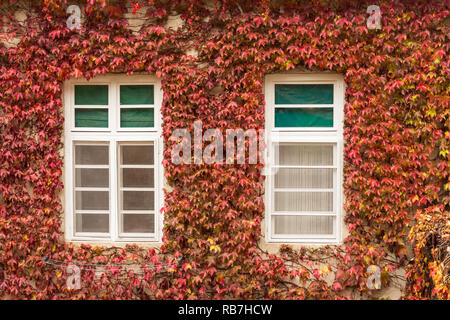 Ivy a couvert le mur de bâtiment en automne, Novi Sad, Serbie. Banque D'Images