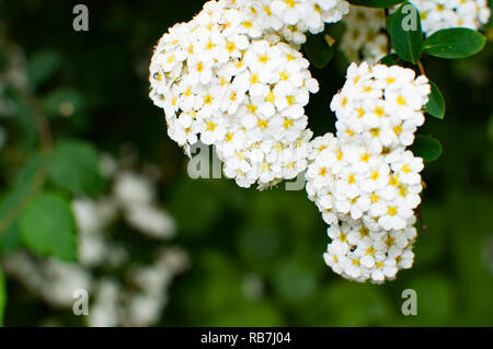 Fleurs petites fleurs de cire Banque D'Images