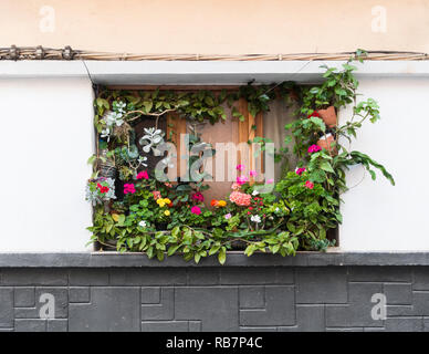 Jardin de la fenêtre. Plantes colorées autour de fenêtre d'un appartement dans une rue de la ville. Banque D'Images