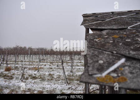 Ancien vignoble enneigé en cabine Banque D'Images