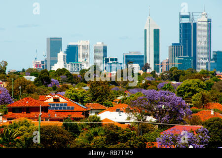 Fleurs d'arbres Jacaranda - Perth - Australie Banque D'Images