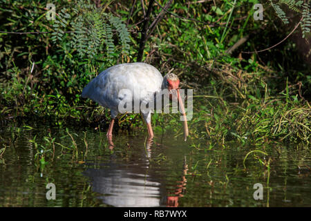 American Ibis blanc (Eudocimus albus) la chasse pour la nourriture dans l'eau. Banque D'Images