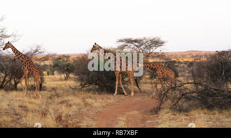 Petit troupeau de girafe réticulée. Samburu, Kenya Banque D'Images