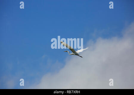 Grande aigrette (Ardea alba) en vol contre un nuage et ciel bleu Banque D'Images