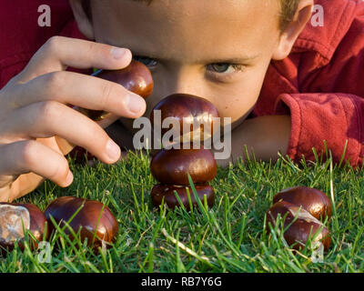 Boy Stacking Conkers Banque D'Images