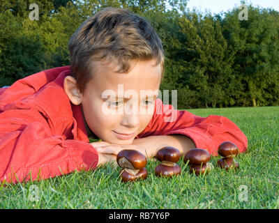 Boy Stacking Conkers Banque D'Images