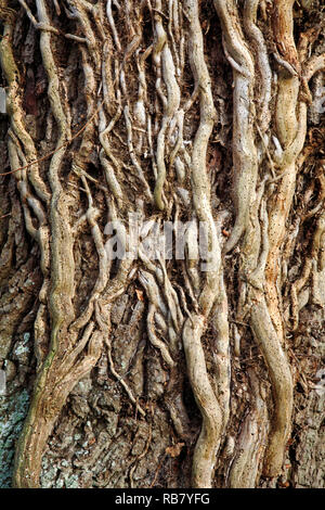 Tiges ligneuses de vieux lierre, Hedera helix, infesté de woodworm Golf Polo sur un chêne par un chemin de campagne à Neatishead, Norfolk, Angleterre, Royaume-Uni, Europe. Banque D'Images