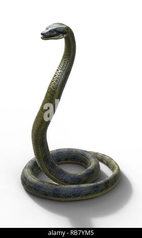 Illustration 3d'Anaconda, Boa Constrictor, le plus grand serpent venimeux isolé sur fond blanc, 3D Rendering Banque D'Images