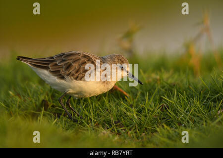 Peu de passage / Calidris minuta Banque D'Images