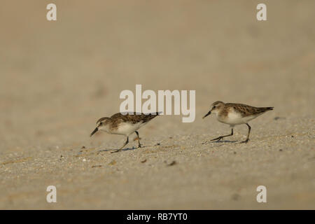 Peu de passage / Calidris minuta Banque D'Images