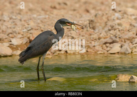 Heron avec poissons. Egretta gularis / Reef-Egret l'Ouest Banque D'Images