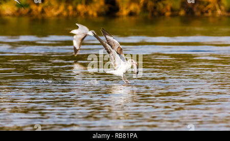 Poisson ! La bataille de goélands. Le lac Naivasha, au Kenya. Afrique du Sud Banque D'Images