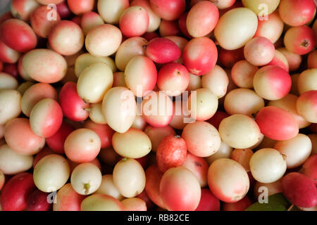 Carissa carandas ou karanda fruit qui est utilisée comme condiment. Également appelé groseille du Bengale Banque D'Images