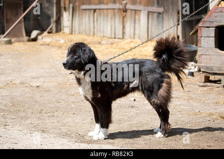 Chien sur la chaîne en captivité Banque D'Images