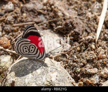 Beau papillon diaethria également appelé 88 Banque D'Images