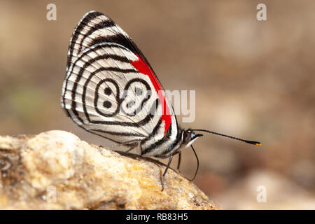 Beau papillon diaethria également appelé 88 Banque D'Images