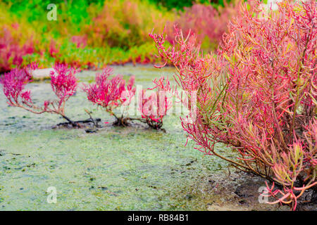 Seablite (Sueda maritima) Croissance en sol acide. Les plantes indicatrices des sols acides. Seablite rose. Les usines affectueuses acides. Arrière-plan de la Saint-Valentin. Plante exotique Banque D'Images