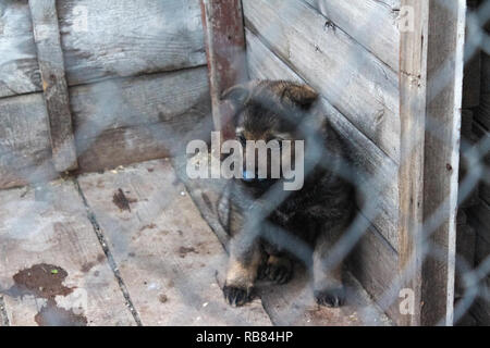 Chiot Chien dans une cage Banque D'Images