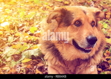 Chien de berger dans la forêt. Photo couleur Banque D'Images