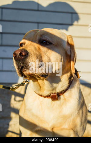 Adorable Golden Retriever du Labrador Banque D'Images