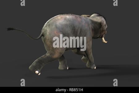 Illustration 3d'isoler l'éléphant sur fond noir, l'éléphant dans le noir avec chemin de détourage. Banque D'Images