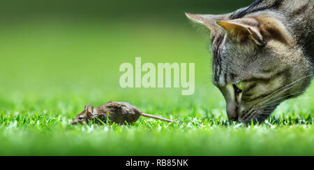 Chat et souris hunt rencontre libre à un bas niveau view Banque D'Images