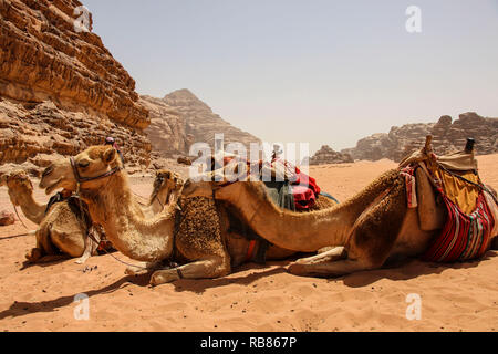 Les chameaux se reposer sur le sable dans le désert du Wadi Rum, Jordanie. Banque D'Images