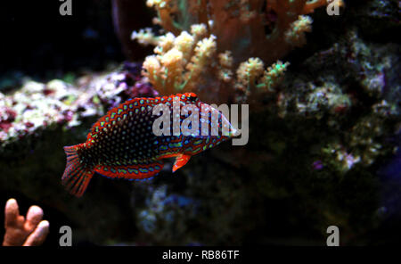 Poissons napoléons Leopard ornementé dans coral reef aquarium tank Banque D'Images