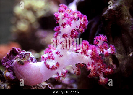 Arbre généalogique Carnation Coral (Dendronephthya sp.) Banque D'Images