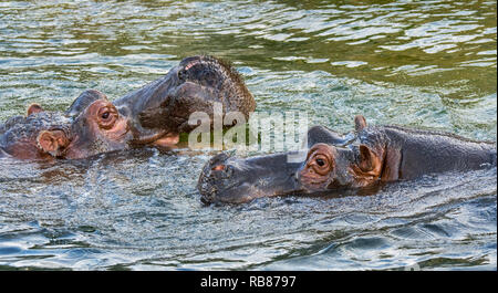 Couple d'hippopotames / hippos (Hippopotamus amphibius) mâle femelle hippopotame hippo approchant pour l'accostage dans le lac Banque D'Images