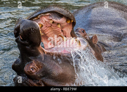 La lutte contre l'hippopotame / hippos (Hippopotamus amphibius) dans le lac montrant d'énormes dents et de grandes défenses canine dans la bouche grande ouverte Banque D'Images