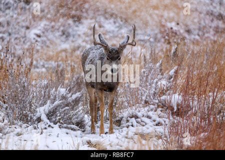 Mule Deer buck Odocoileus hemionus dans champ de neige en hiver avec bois Banque D'Images