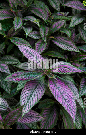 Strobilanthes dyerianus ,BOUCLIER PERSE  Banque D'Images