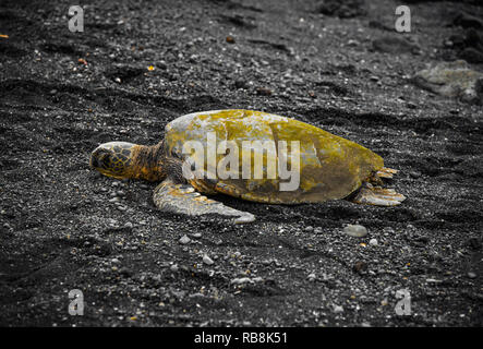 Tortue sur une plage de sable noir à Hawaï Banque D'Images